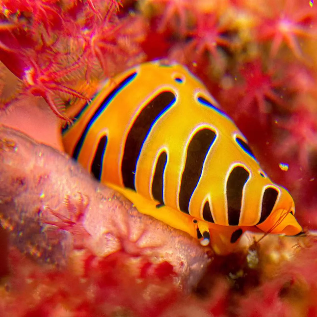 Underwater +8 Close-up Lens, Optical Wet Lens for Seatouch 4 max  housing and camera - Image 3