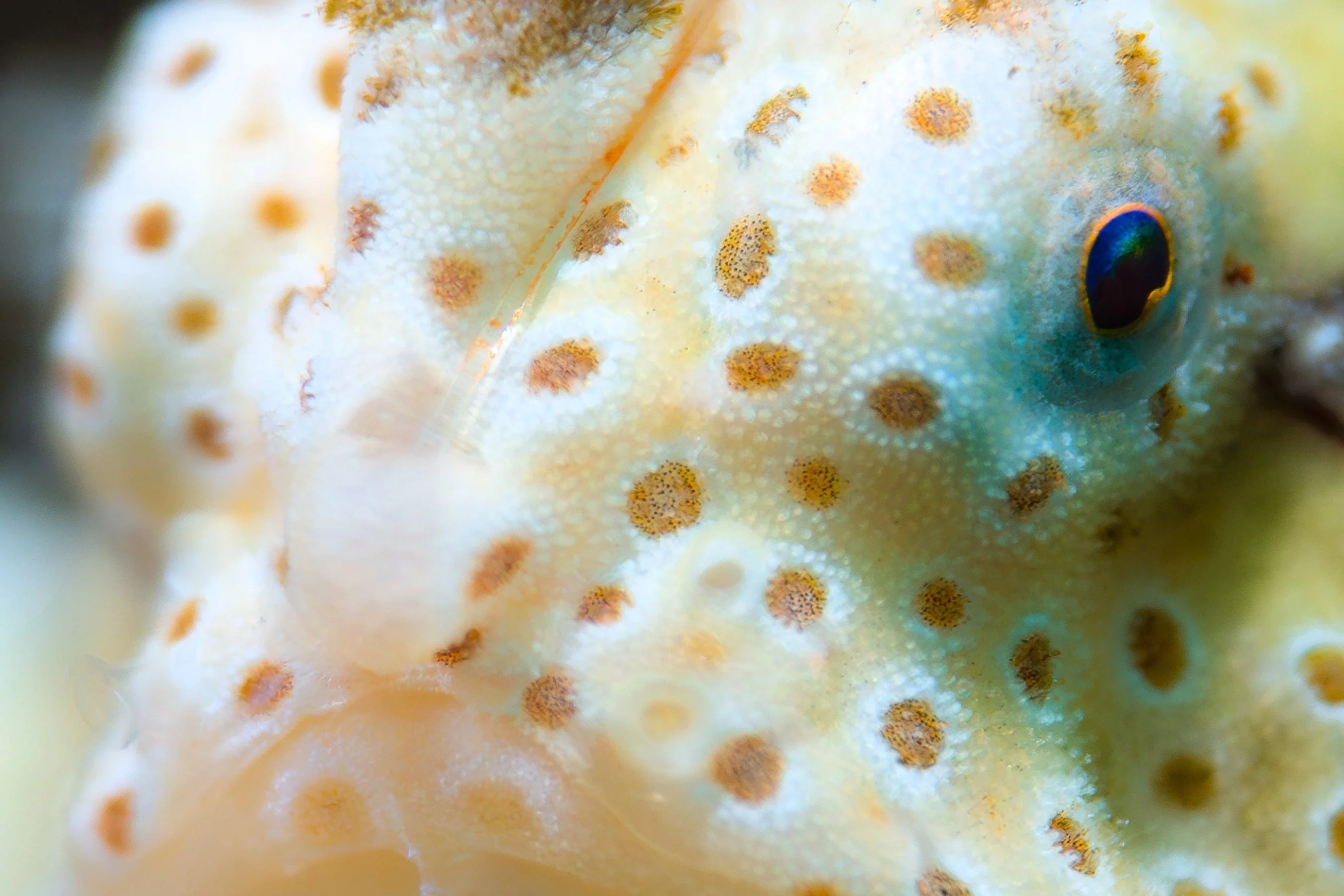 Macro Lens PRO +18 , Underwater Close-up Lens, Optical Wet Lens for DIVEVOLK housing and Compact Camera - Image 3
