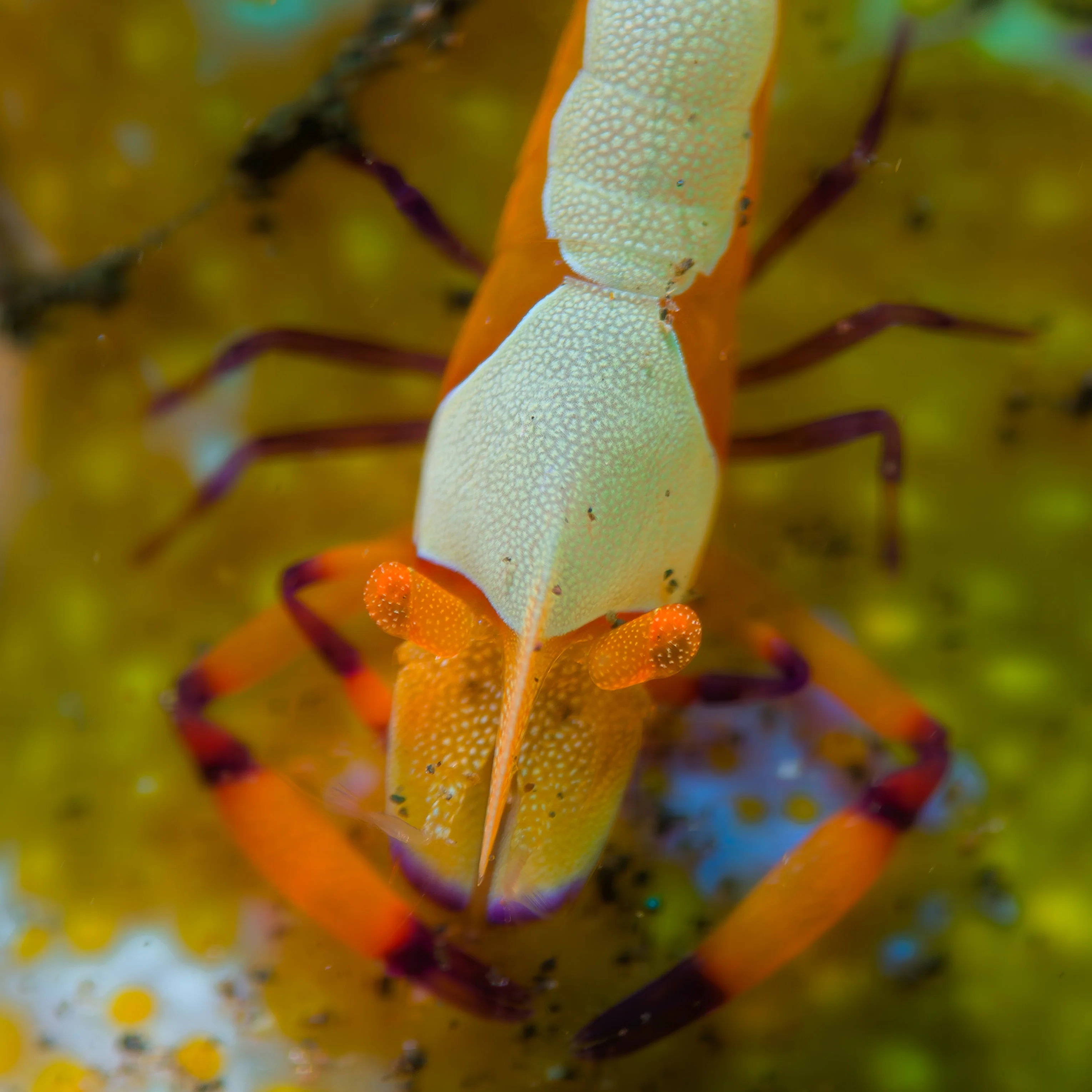 Macro Lens PRO +18 , Underwater Close-up Lens, Optical Wet Lens for DIVEVOLK housing and Compact Camera - Image 4