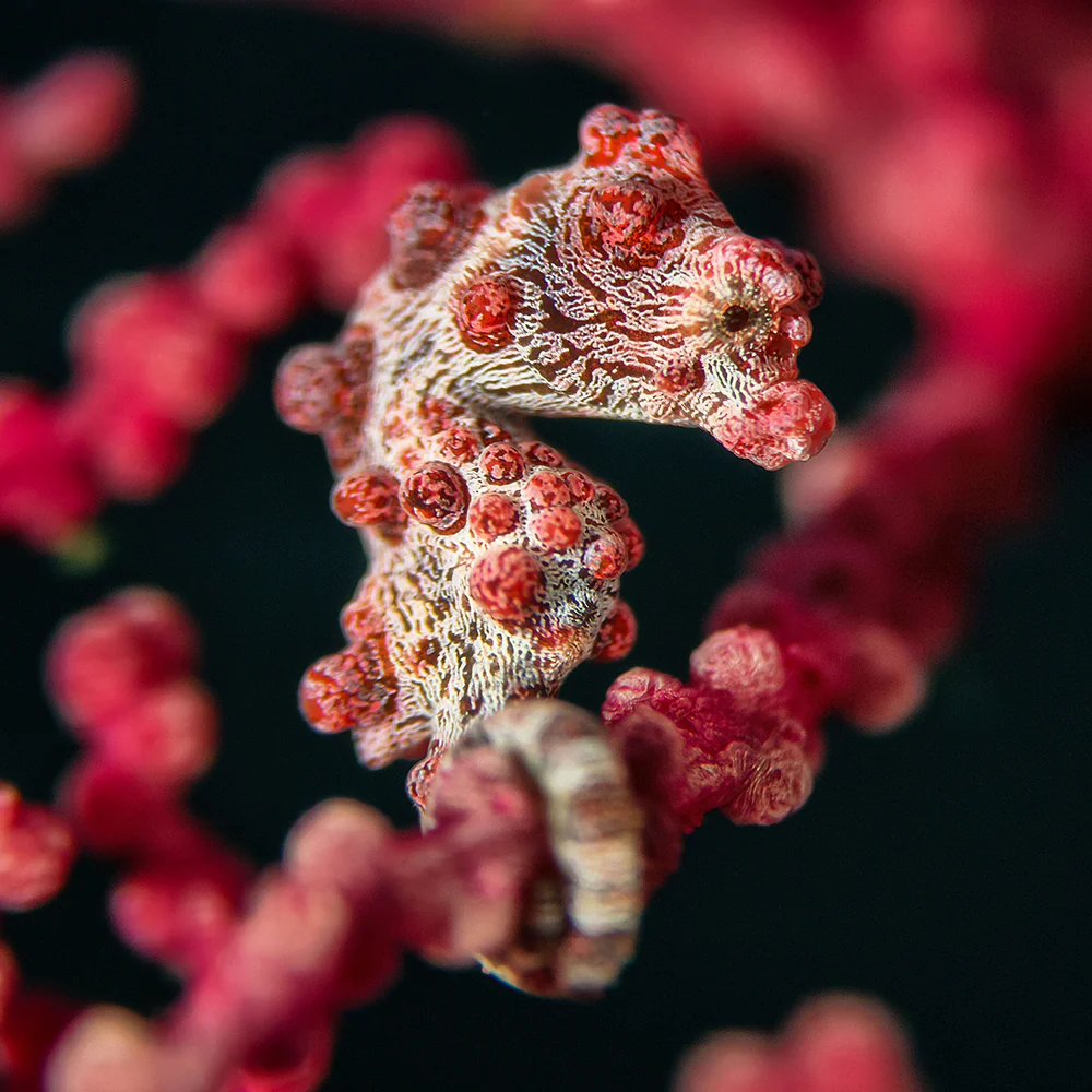 Macro Lens PRO +18 , Underwater Close-up Lens, Optical Wet Lens for DIVEVOLK housing and Compact Camera - Image 5