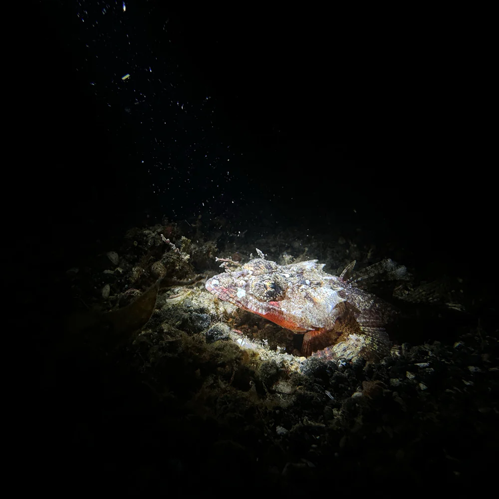 Snoot for SL20 underwater video light 2000 Lumens, concentrate the light beam - Image 8