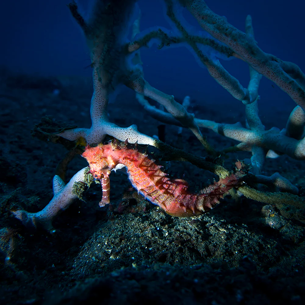 Snoot for SL20 underwater video light 2000 Lumens, concentrate the light beam - Image 9