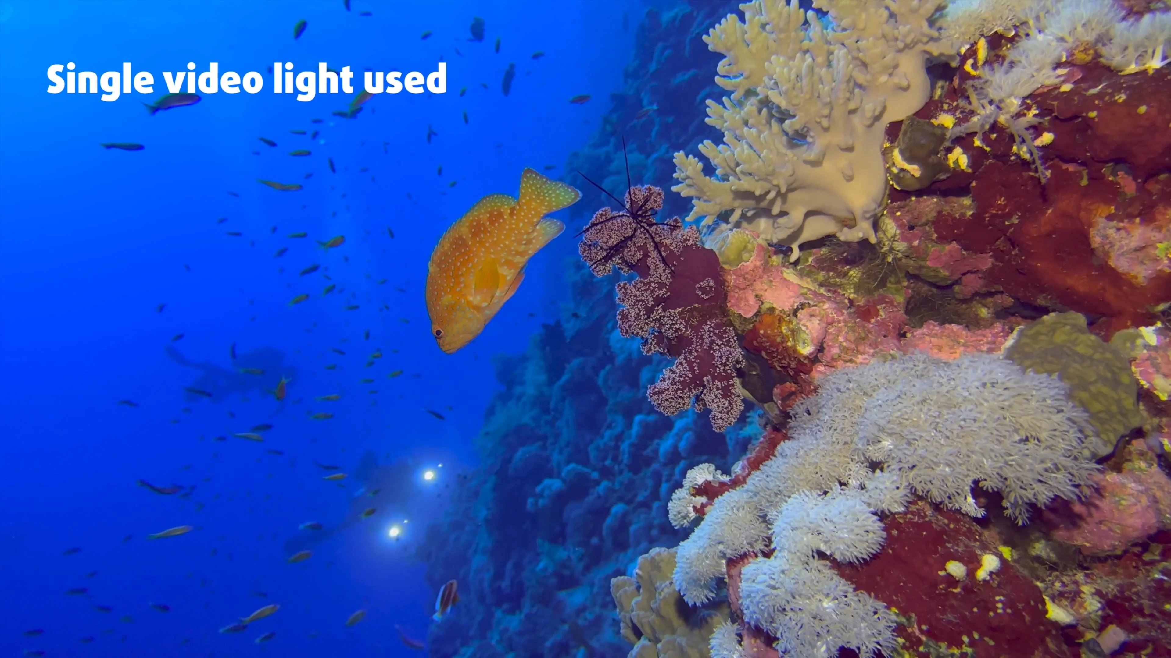 Underwater videography & photography course - The official Divevolk online course Mastering your Divevolk Seatouch 4 Max - Image 6